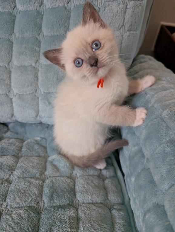 Orange Collar photo 5