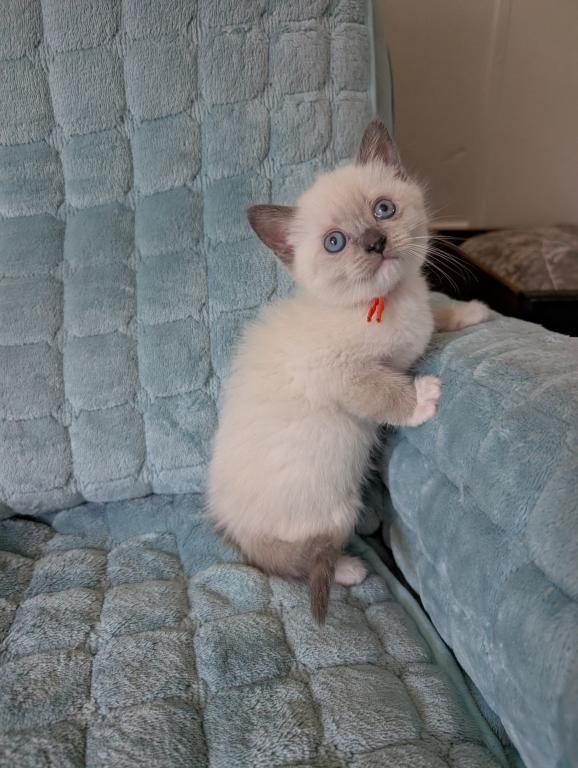 Orange Collar photo 4