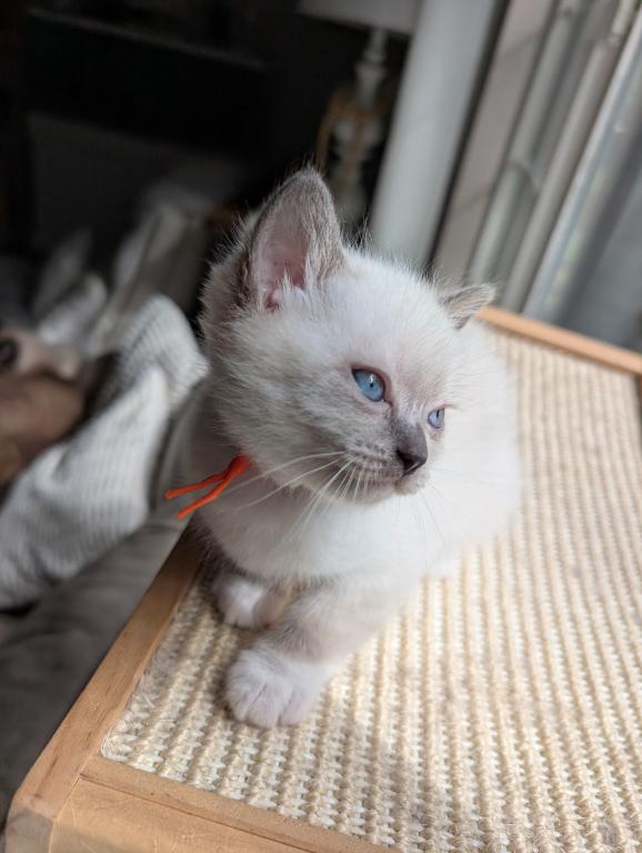 Orange Collar photo 9