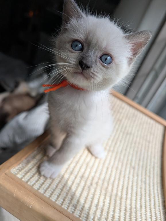 Orange Collar photo 11