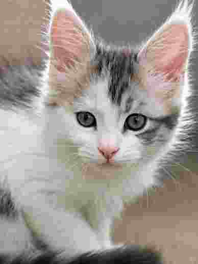 MALE POLY BLUE AND WHITE photo 1