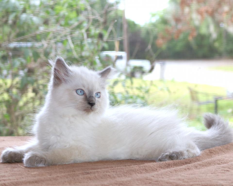 Ragdoll Kitten Mary Blue Lilac Female Blue Mitted photo 3
