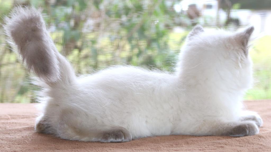 Ragdoll Kitten Mary Blue Lilac Female Blue Mitted photo 2
