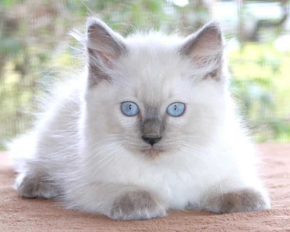 Ragdoll Kitten Mary Blue Lilac Female Blue Mitted