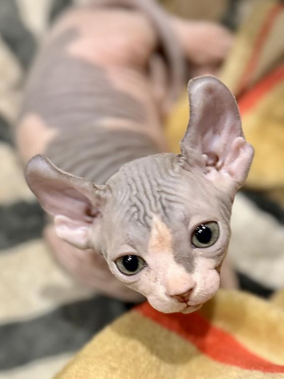 TICA Purebred Elf & Canadian Sphynx Kittens photo 1