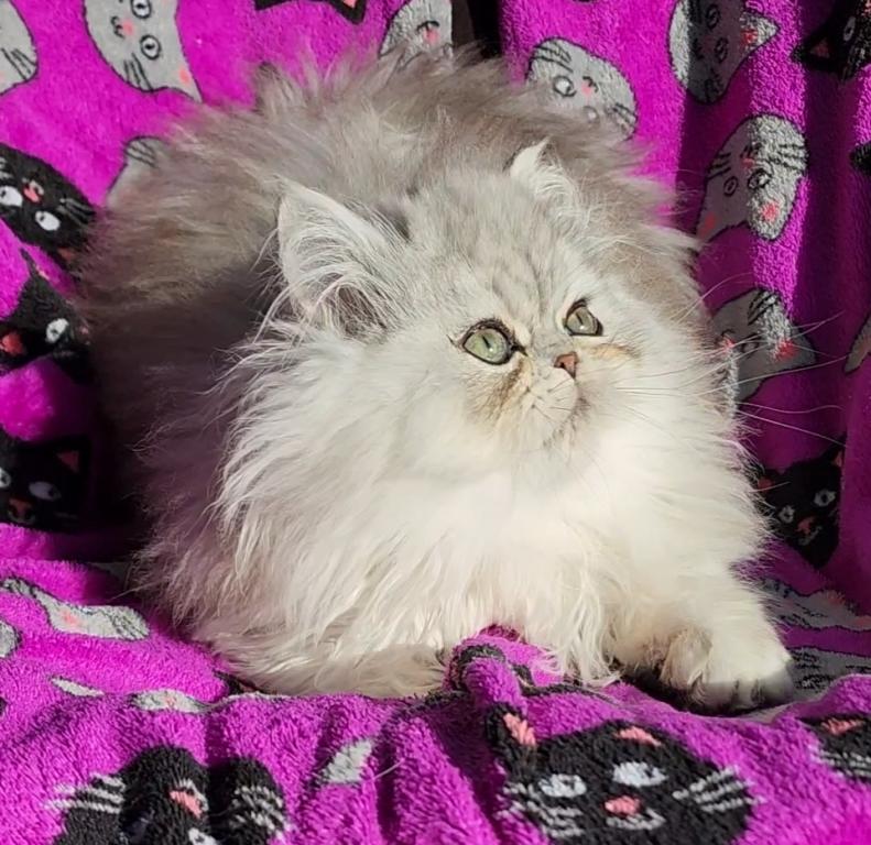 Beautiful Silver Shaded Chinchilla Dollface Male photo 17