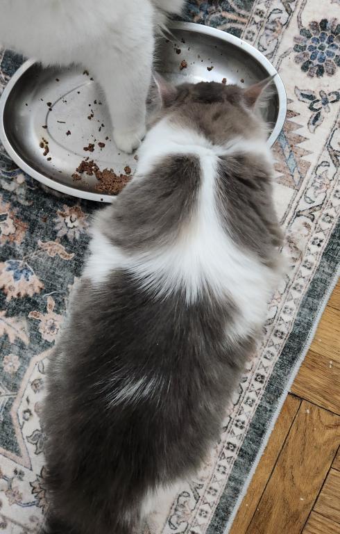 Angela The BEST Kitten photo 2