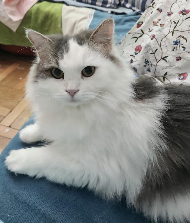 Angela The BEST Kitten photo 1