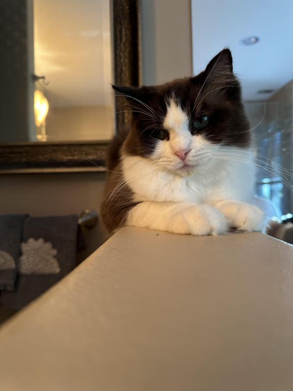 MOCHA LATTE photo 7