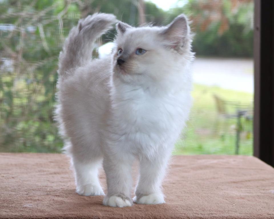 Clover Ragdoll Kitten Blue Lilac Female Mitted photo 3