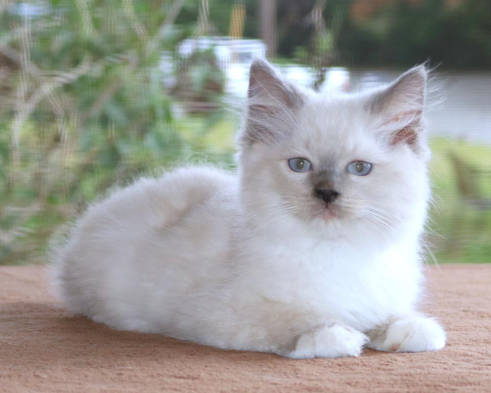 Clover Ragdoll Kitten Blue Lilac Female Mitted photo 4