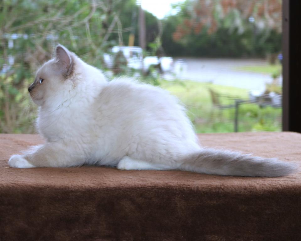 Clover Ragdoll Kitten Blue Lilac Female Mitted photo 2