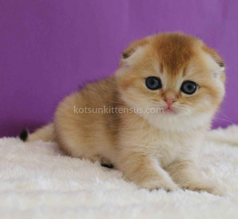 Izumrud Golden Scottish Fold Orange Baby Boy photo 8