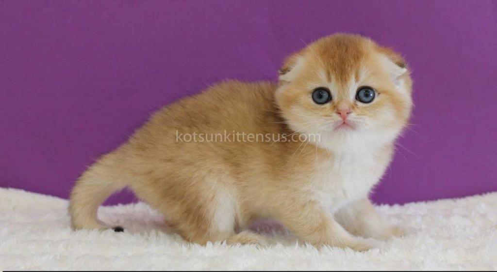 Izumrud Golden Scottish Fold Orange Baby Boy photo 6