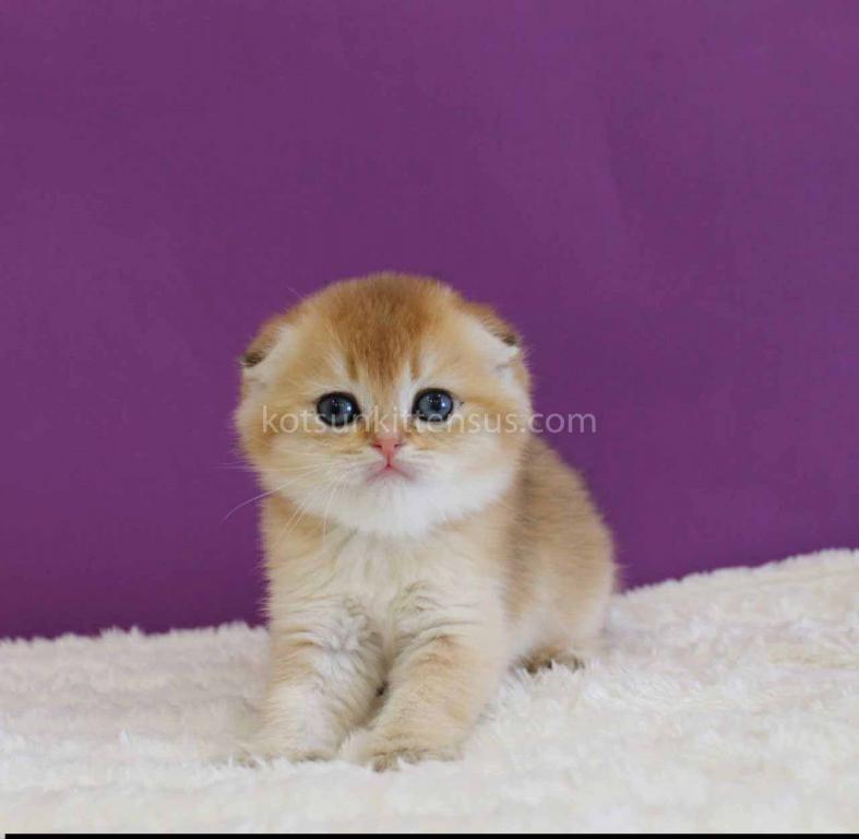 Izumrud Golden Scottish Fold Orange Baby Boy photo 4