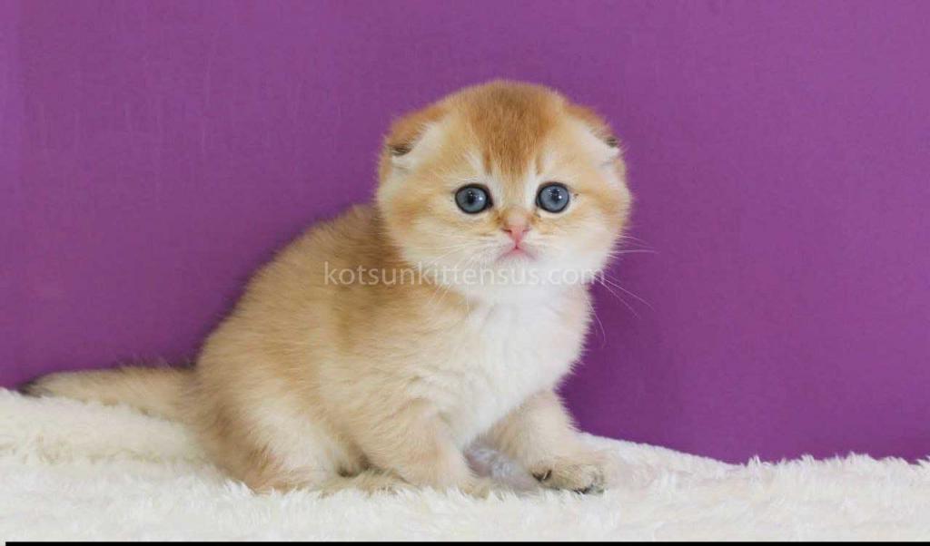 Izumrud Golden Scottish Fold Orange Baby Boy photo 2