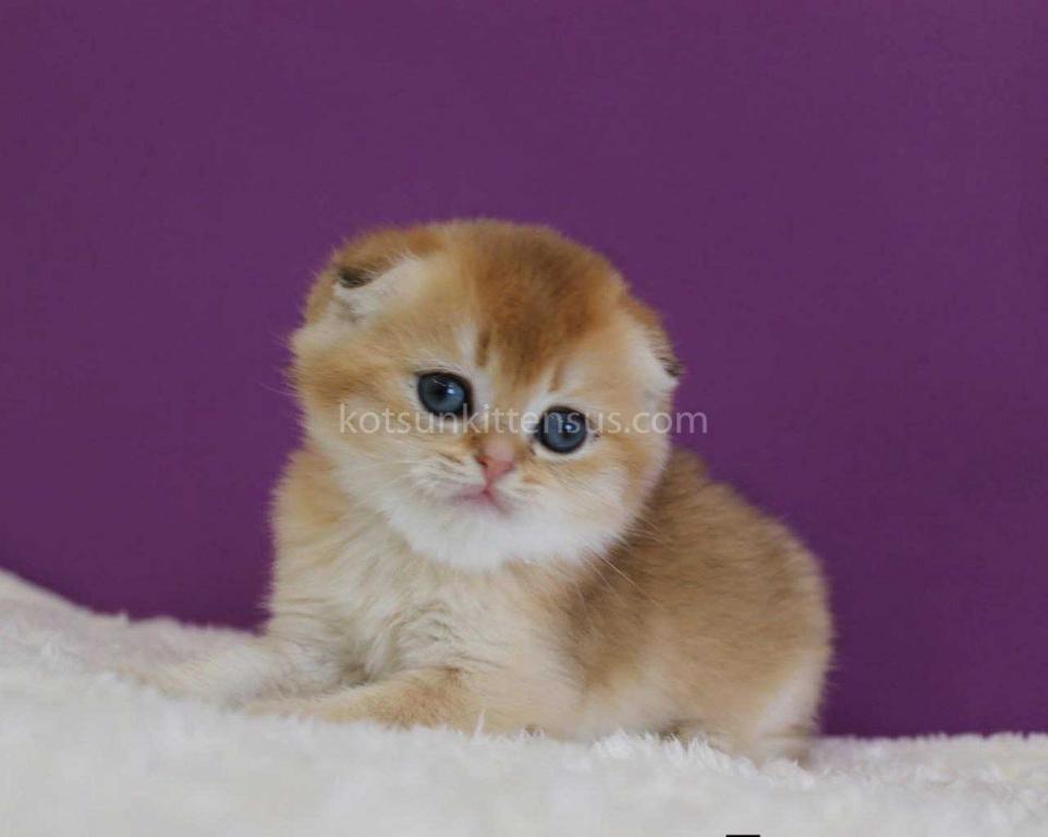 Izumrud Golden Scottish Fold Orange Baby Boy photo 5