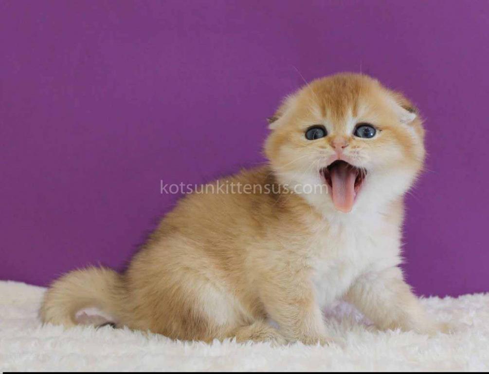 Izumrud Golden Scottish Fold Orange Baby Boy photo 1