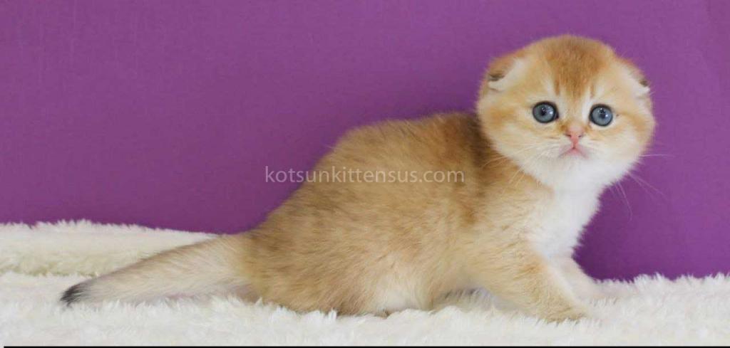 Izumrud Golden Scottish Fold Orange Baby Boy photo 9