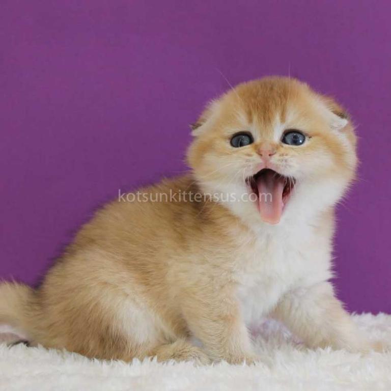 Izumrud Golden Scottish Fold Orange Baby Boy photo 3