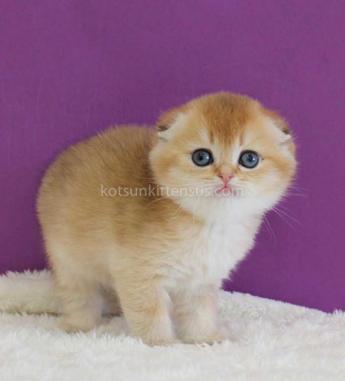 Izumrud Golden Scottish Fold Orange Baby Boy photo 7