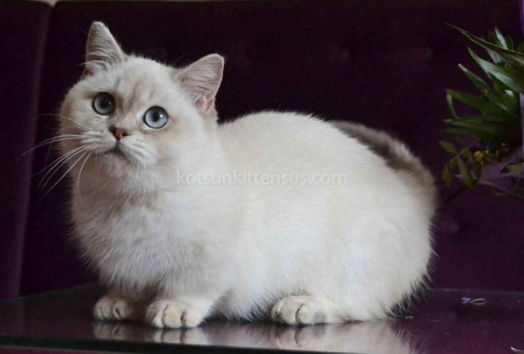 White Angel Rafaela Blue Eyed Munchkin Short Legs photo 1