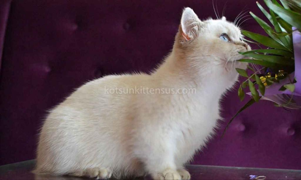 White Angel Rafaela Blue Eyed Munchkin Short Legs photo 4