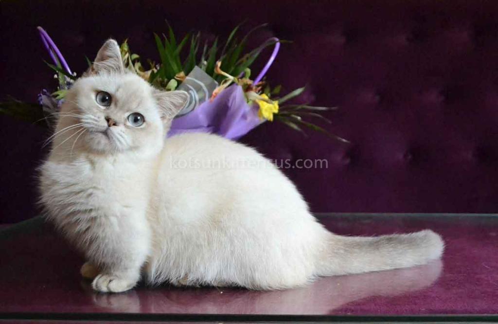 White Angel Rafaela Blue Eyed Munchkin Short Legs photo 6