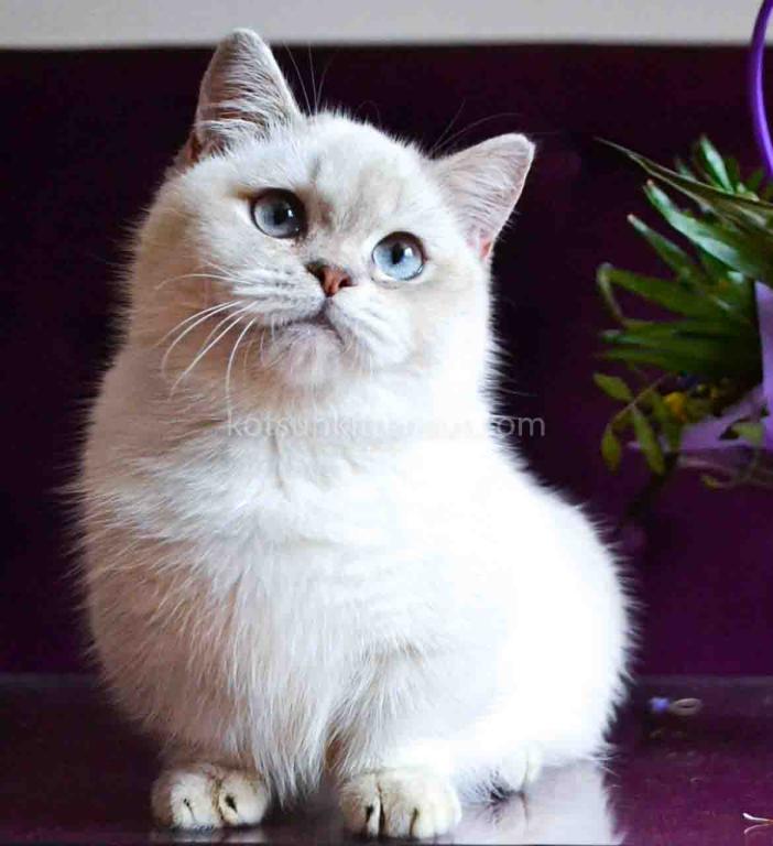 White Angel Rafaela Blue Eyed Munchkin Short Legs photo 3