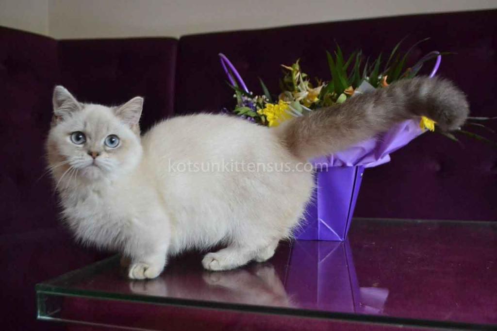 White Angel Rafaela Blue Eyed Munchkin Short Legs photo 2