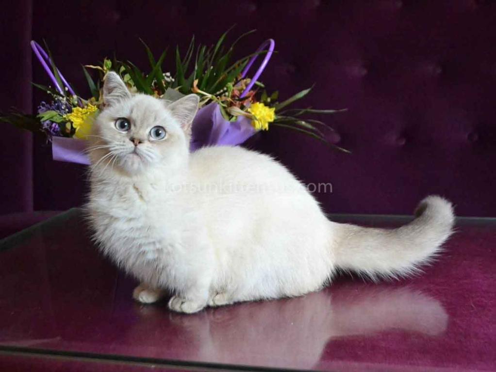 White Angel Rafaela Blue Eyed Munchkin Short Legs photo 5