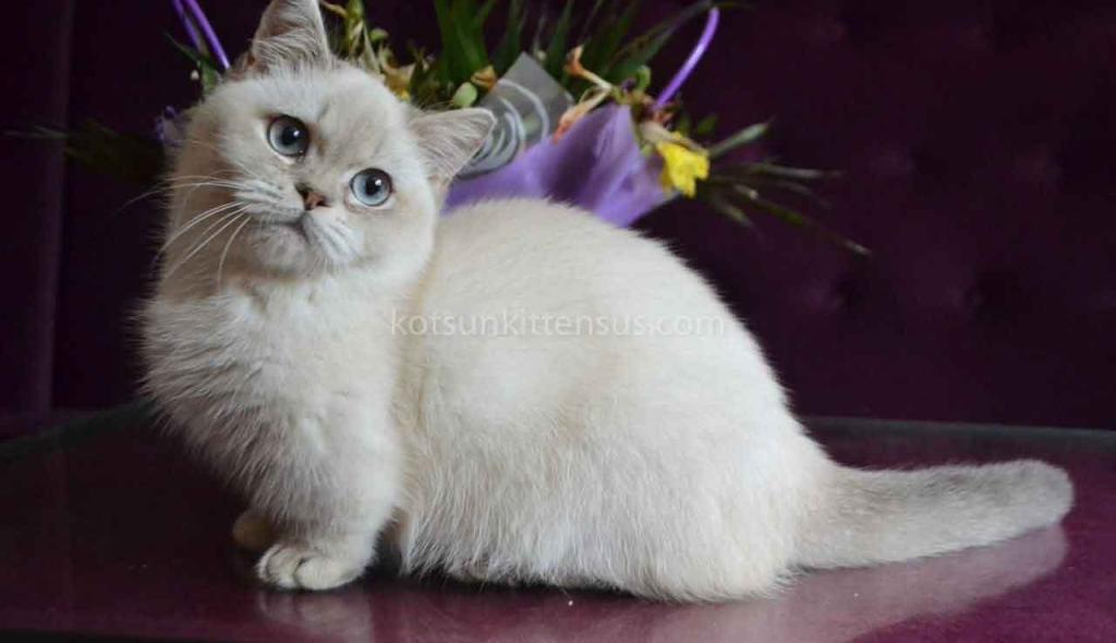 White Angel Rafaela Blue Eyed Munchkin Short Legs photo 7