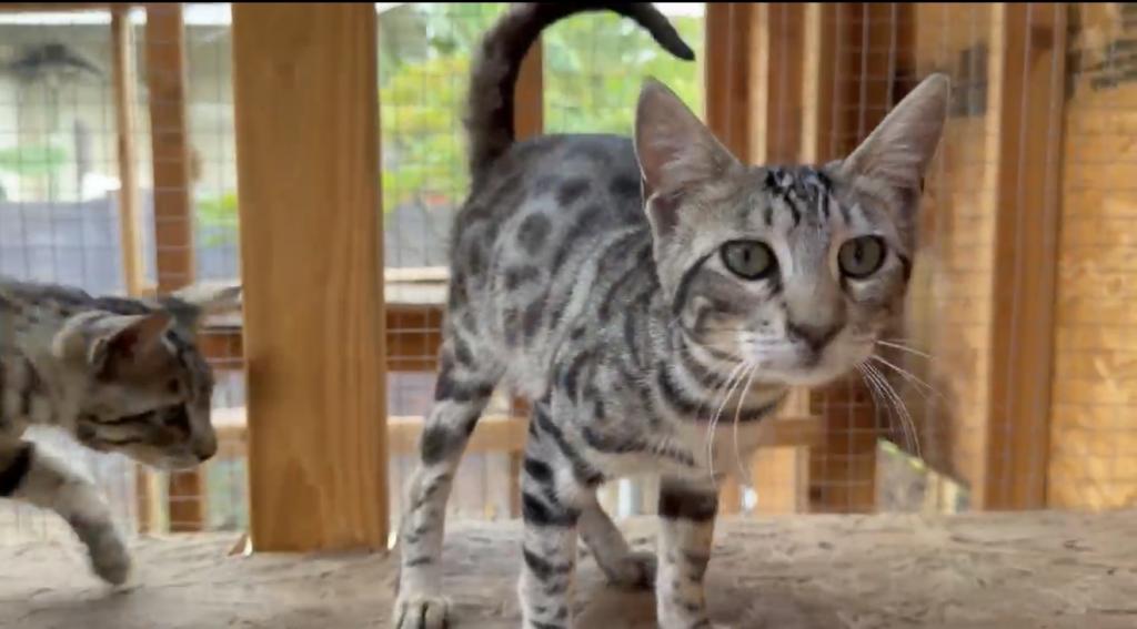 F6 SAVANNAH BOY AND GIRL AVAILABLE photo 2