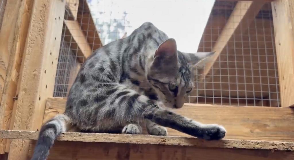 F6 SAVANNAH BOY AND GIRL AVAILABLE photo 5