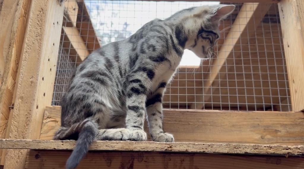 F6 SAVANNAH BOY AND GIRL AVAILABLE photo 1