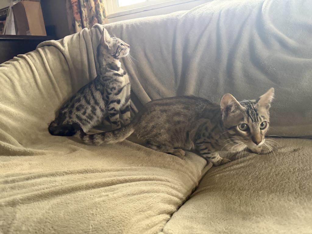 F6 SAVANNAH BOY AND GIRL AVAILABLE photo 6