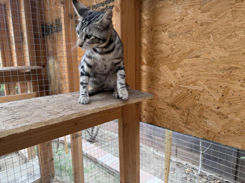 F6 SAVANNAH BOY AND GIRL AVAILABLE photo 4