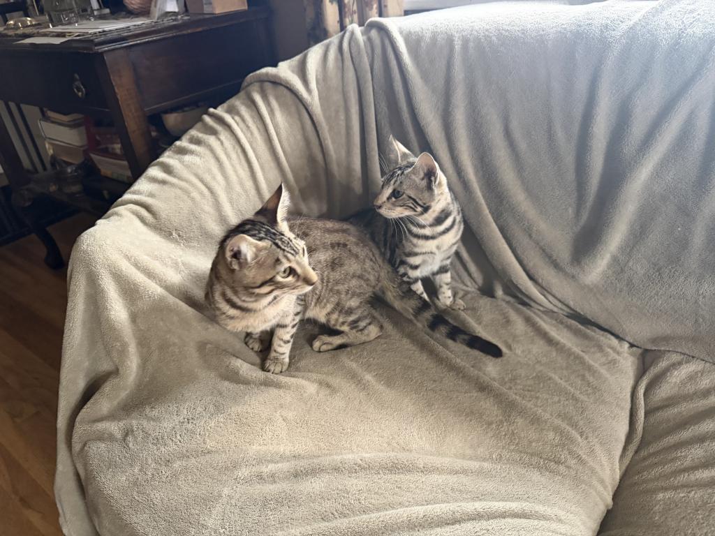 F6 SAVANNAH BOY AND GIRL AVAILABLE photo 3