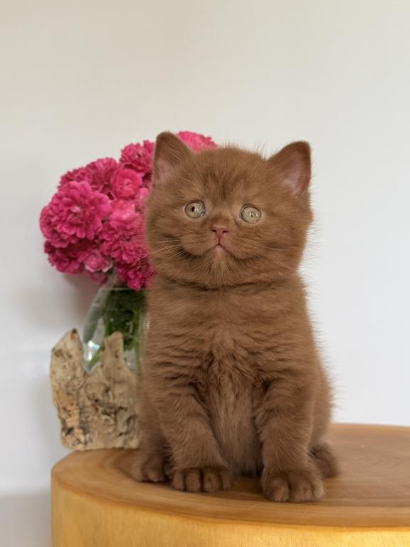 Finn photo 1