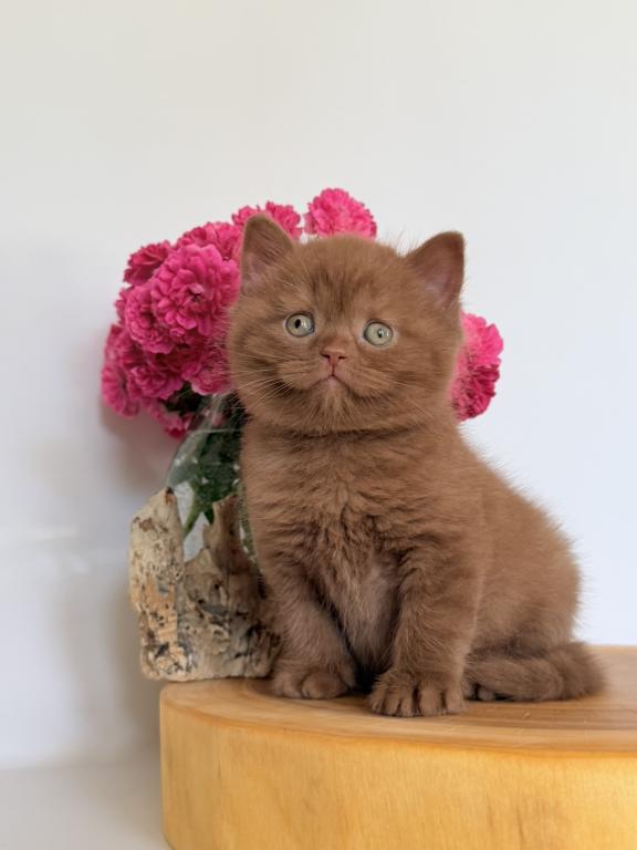 Finn photo 2