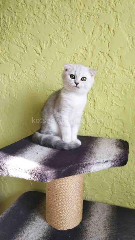 Lizzy Scottish Fold Silver Tabby Chinchilla photo 1