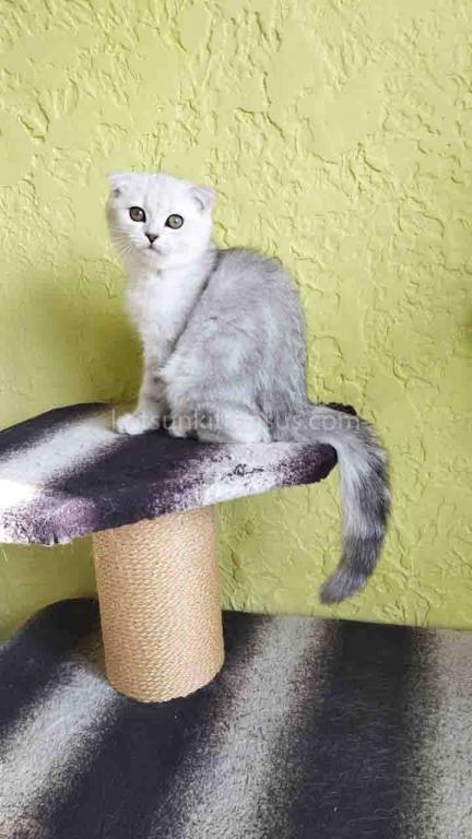 Lizzy Scottish Fold Silver Tabby Chinchilla photo 2