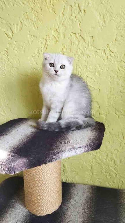 Lizzy Scottish Fold Silver Tabby Chinchilla photo 4