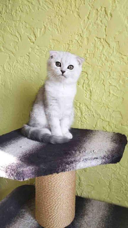 Lizzy Scottish Fold Silver Tabby Chinchilla photo 5