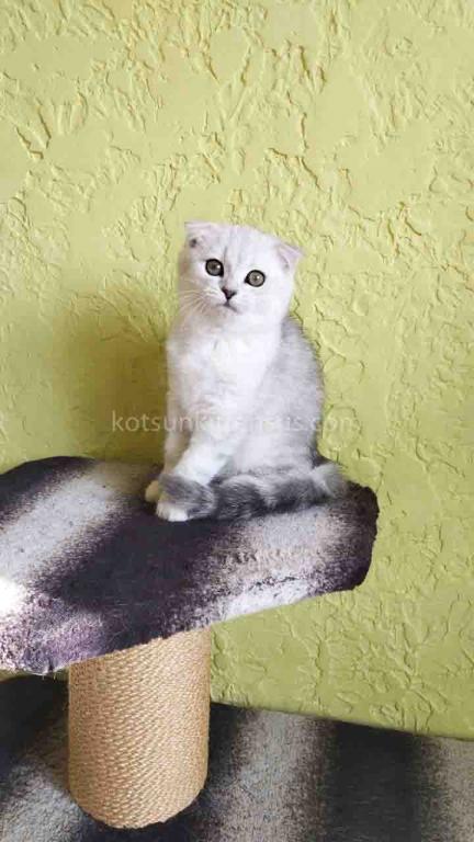 Lizzy Scottish Fold Silver Tabby Chinchilla photo 3