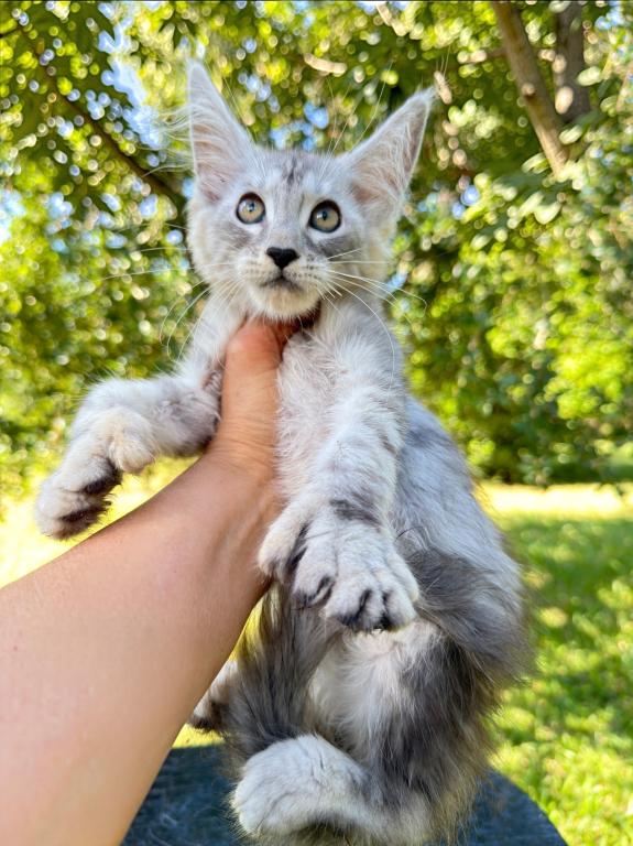 Beautiful Silver Polydactyl Female photo 1