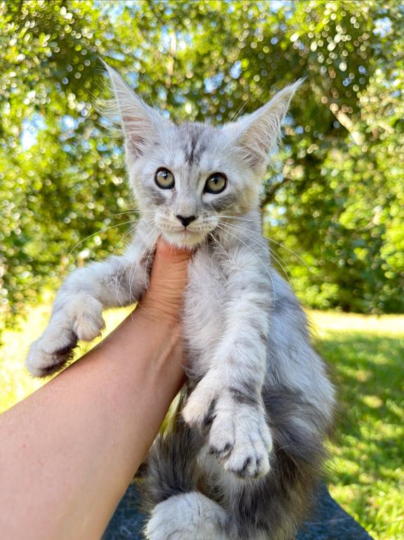 Beautiful Silver Polydactyl Female photo 2