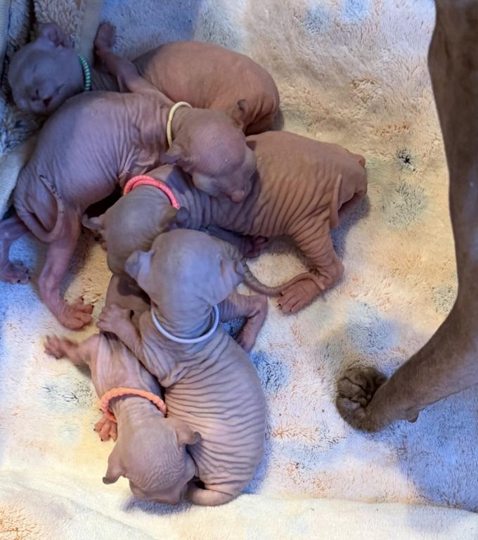 Sphynx Pittsburgh Columbus Cleveland photo 1