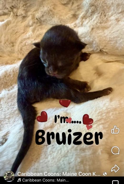 Purebred Maine Coon Kittens In Sarasota photo 6