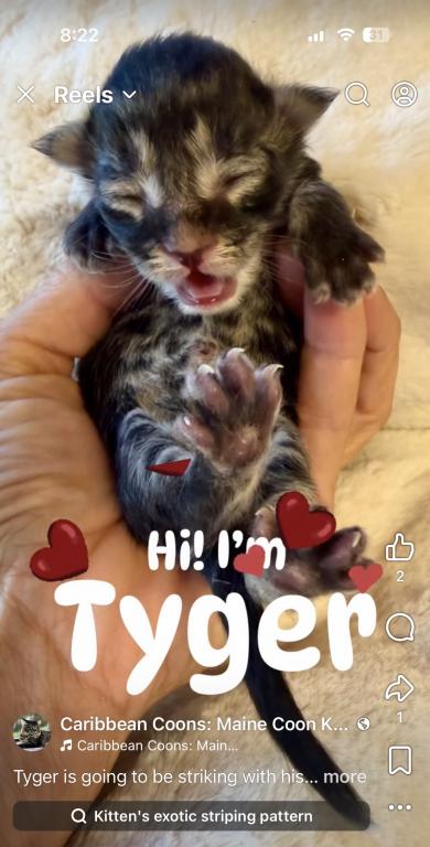 Purebred Maine Coon Kittens In Sarasota photo 2